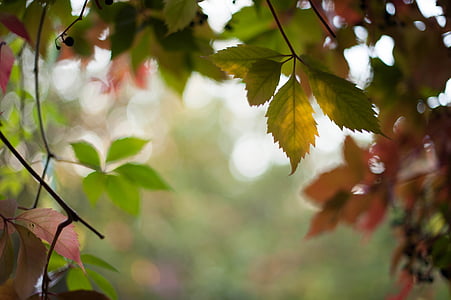 ősz, természet, erdő, levél, fa, a szabadban, nap