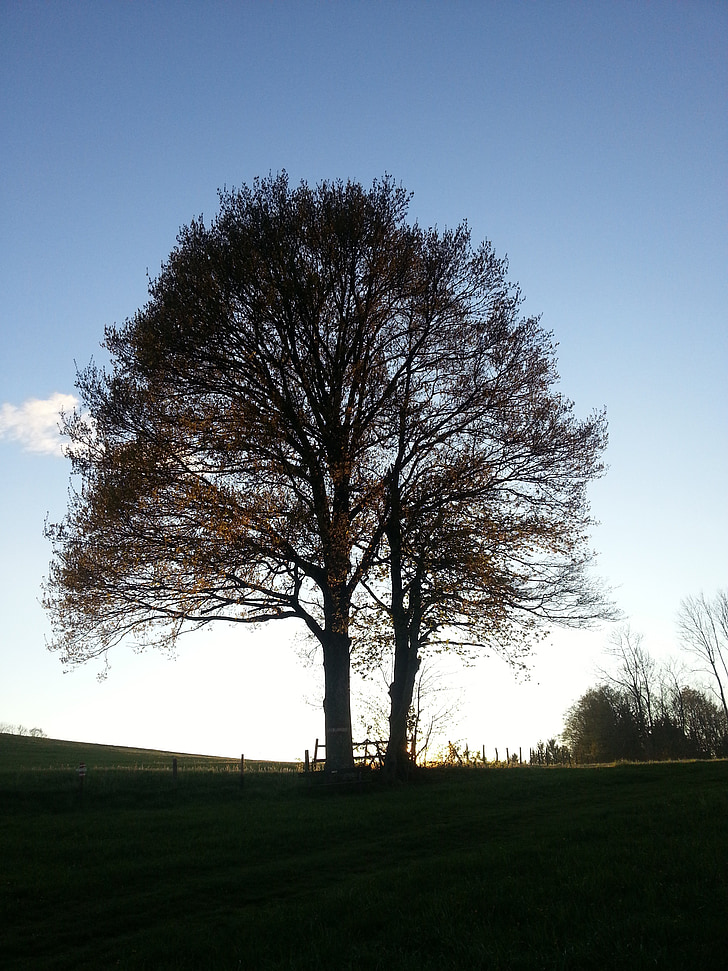 tree, sky, autumn, abendstimmung, landscape, nature, rest