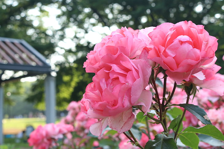 flowers, park, landscape, flower, pink color, petal, nature