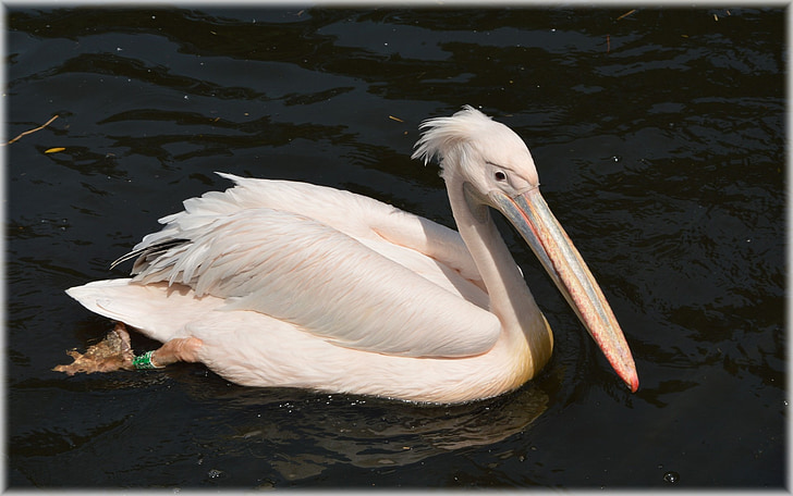 Pelican, -de-rosa, jovem, natureza, pássaro, ave aquática, animal