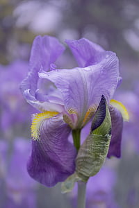 Iris, porpra, flor, flor, flor, jardí, porpra fosc
