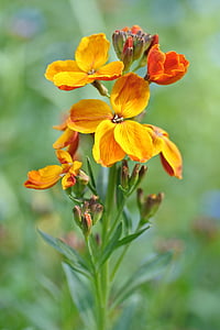 wallflower, flower, yellow, orange, plant, petal, nature
