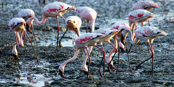 Flamingos, fåglar, äta, marken, Indien, sewri