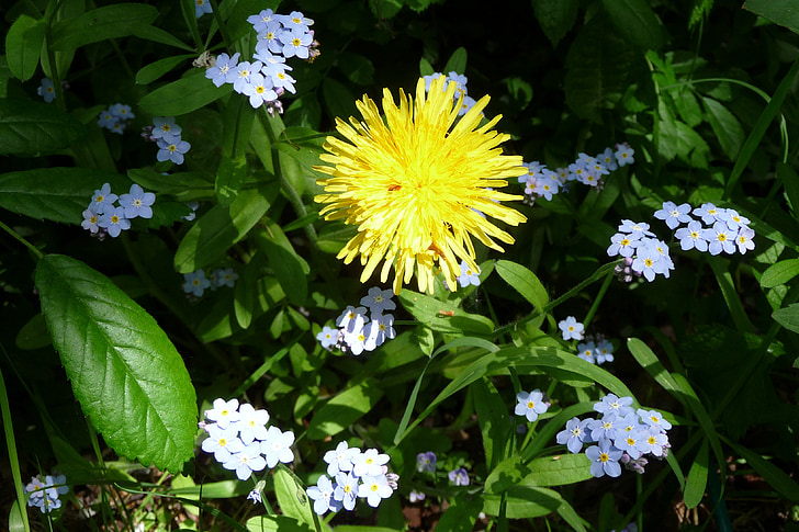 dandelion, forget me not, yellow, blue, flower meadow, wildflowers, spring meadow