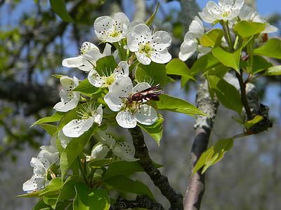 пчела, цветя, природата, лято, насекоми, естествени, растителна
