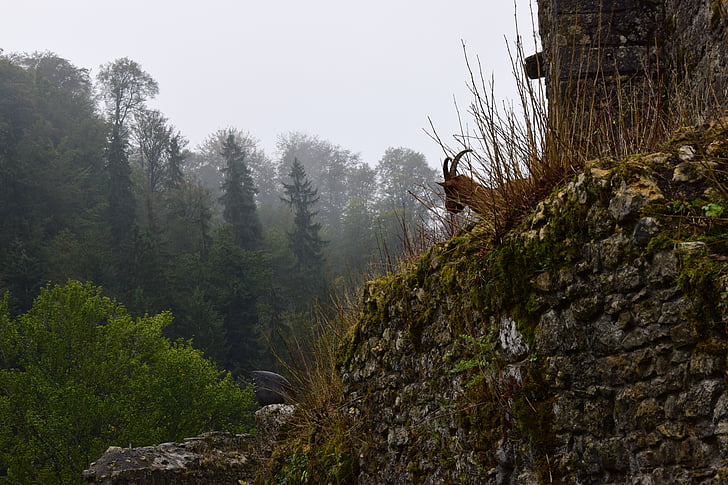 bức tường, Pierre, động vật, Chamois, rừng, cựu, bức tường đá