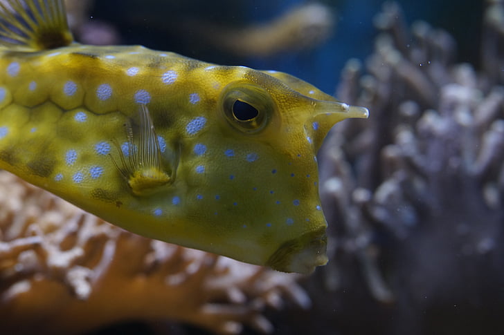 Boxfish, zár, víz alatti, úszni, hal, állat, víz