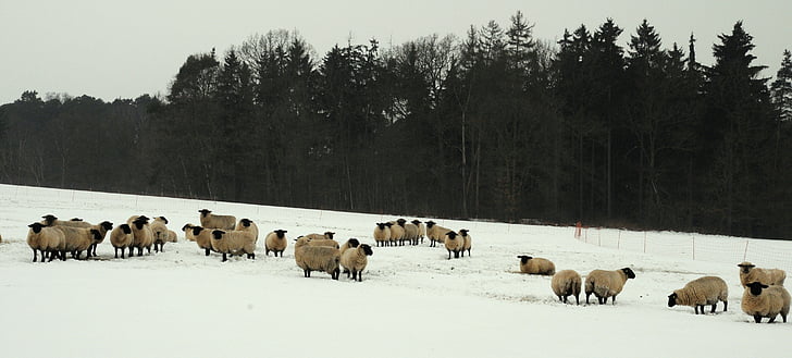 овцы, Зима, пастбище, домашнее животное, снег, холодная, зимний мех
