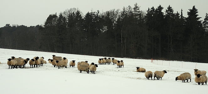 ovelles, l'hivern, les pastures, animal de companyia, neu, fred, pelatge d'hivern