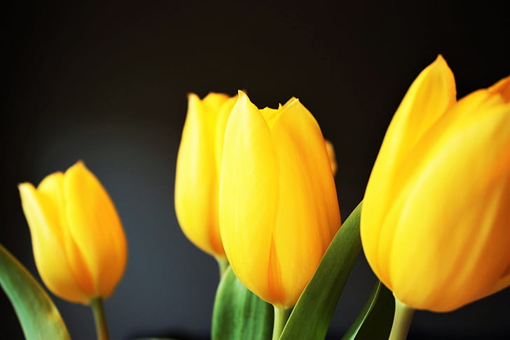 Tulipán, žlutá, květ, jaro, květ, závod, dekorace