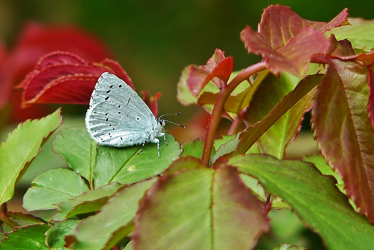 azul comum, borboletas, bläuling comum, azul, borboleta, inseto, animal