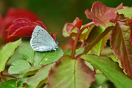 Argus bleu, papillons, bläuling commune, bleu, papillon, insecte, animal