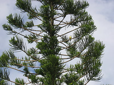 perca plateada, pájaro, árbol de pino, cielo, Bermudas, árbol, orgánica