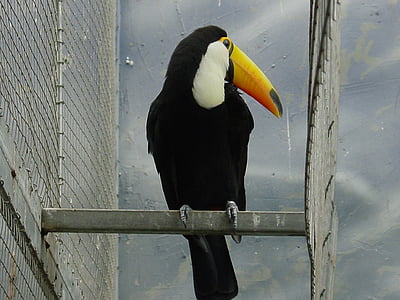 Ave, Toucan, oiseau, animaux, oiseau exotique, Brésil, Tucan