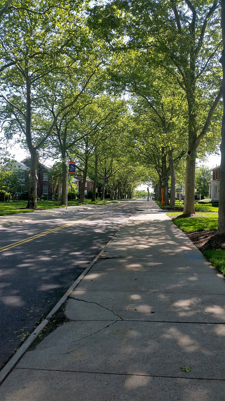 tree-lined street, sidewalk, road