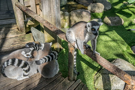 Lemur, cauda anelada, bonito, natureza, peles, vida selvagem, cinza