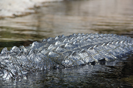 cá sấu, Sông Nin, động vật ăn thịt, sở thú, động vật hoang dã, hoang dã, nguy hiểm