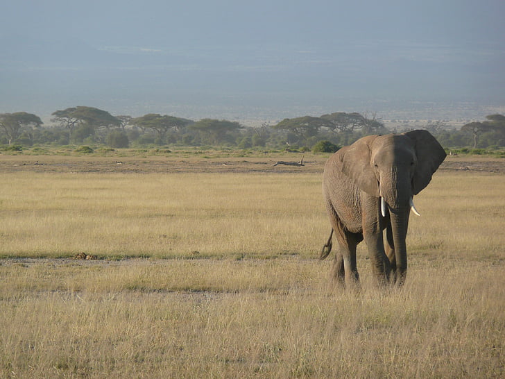 elephant, kenya, africa, wildlife, savannah, safari, nature