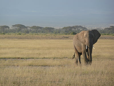 ช้าง, เคนย่า, แอฟริกา, สัตว์ป่า, สะวันนา, ซาฟารี, ธรรมชาติ