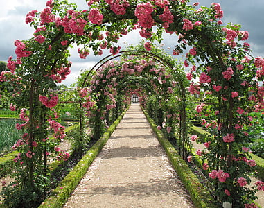 roser, espalie, har, Fredensborg, rosehagen, blomsterbue, Danmark