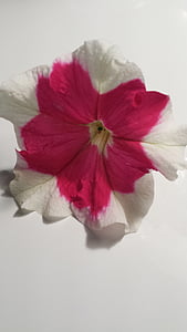 floare, alb, roz, Petunia curgătoare, primavara