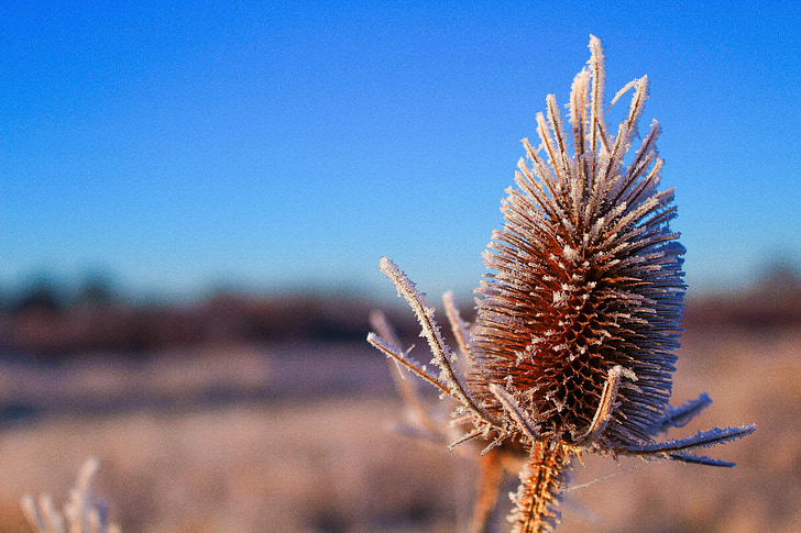 pointed, plant, spur, nature, prickly, winter, cold