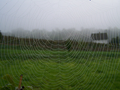 web, autumn, fog