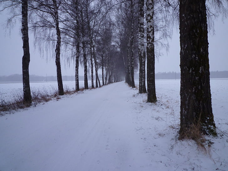 vinter, snö, kvällen, kalla, Birch avenue, Avenue