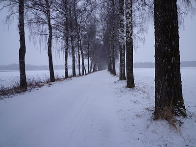 Inverno, neve, noite, frio, Avenida de bétula, Avenida