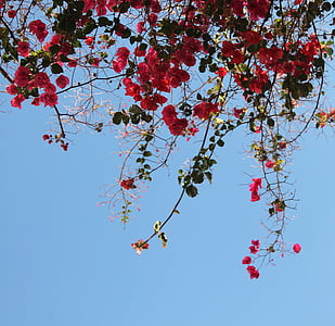 blommor, blomma dekor, bakgrund, Sky