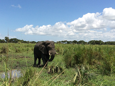 elefánt, Safari, játék meghajtó, Murchison nemzeti park, Murchison vízesés nemzeti park, természet, vadon élő állatok