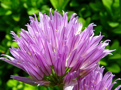 cebollino, flor, floración, hierba limitada, especia de la cocina, púrpura, naturaleza