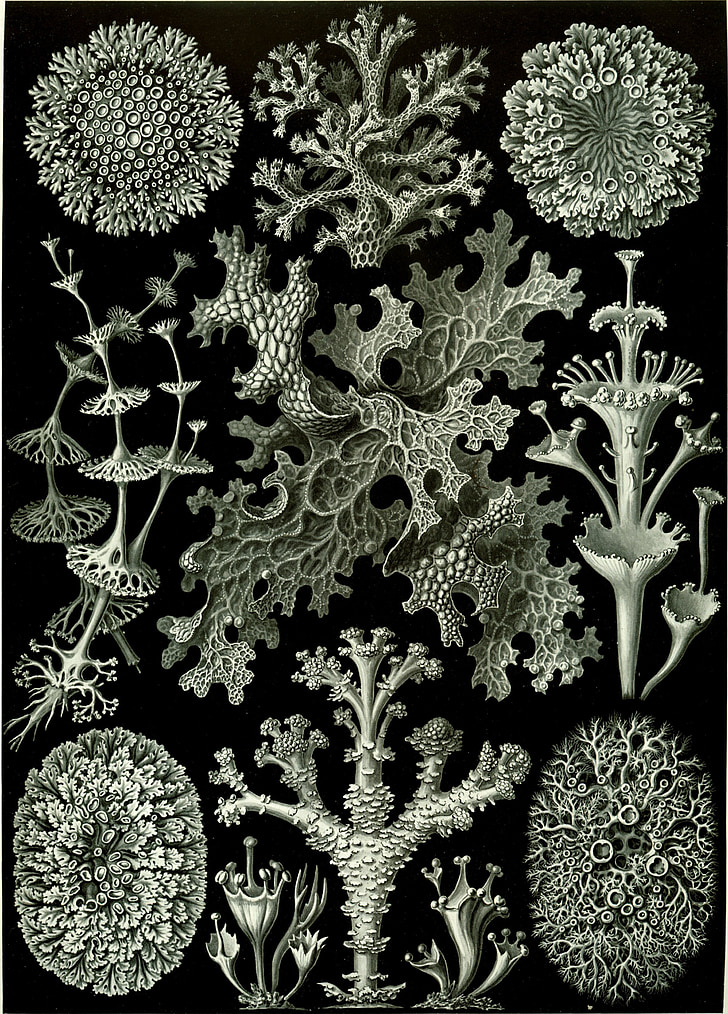 плетение, Геккель lichenes, photobionten, зелёные водоросли, симбиоза