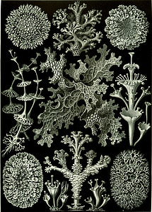 weven, Haeckel lichenes, photobionten, Groenwieren, symbiose