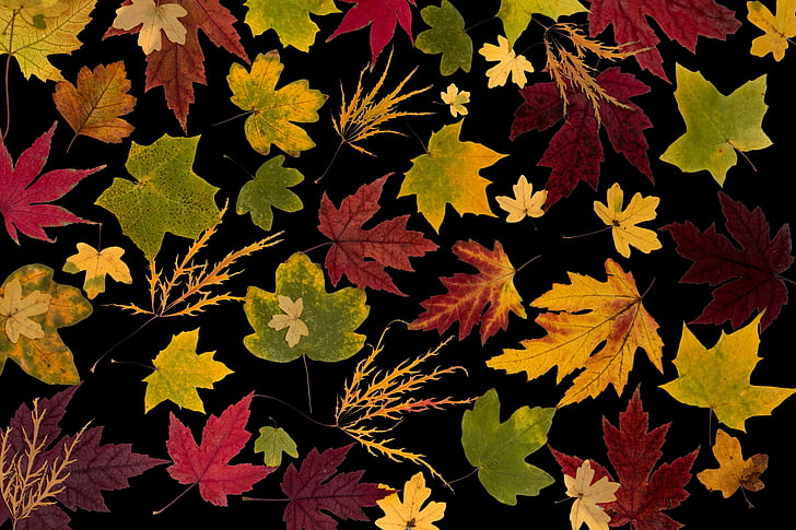 lá, sự thật lá, Maple, mùa thu lá, mùa thu, tán lá, đầy màu sắc