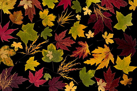 φύλλα, αληθινά φύλλα, σφενδάμι, φθινοπωρινά φύλλα, το φθινόπωρο, φύλλωμα φύλλων, πολύχρωμο