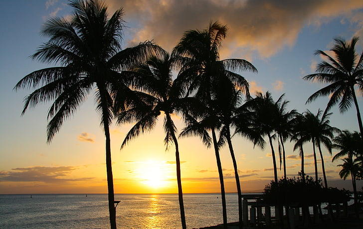 pôr do sol, Palm, tropical, paraíso, Honolulu, Havaí, Parque