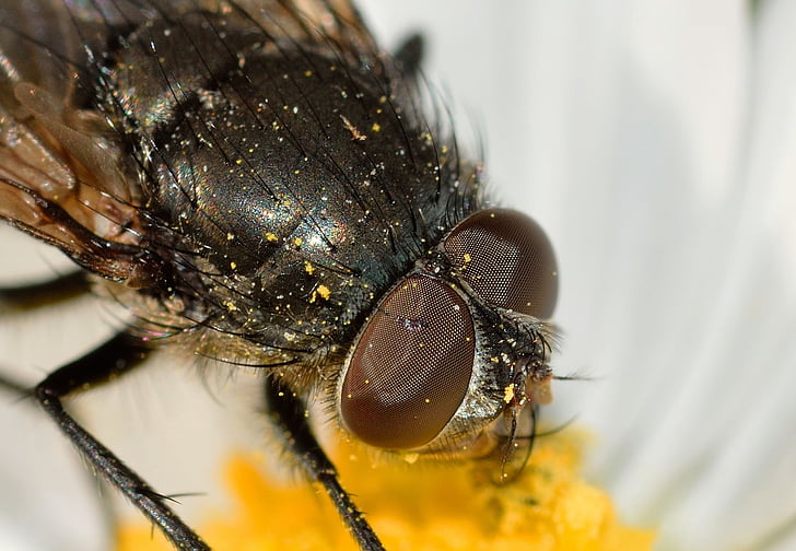 insetti, Diptera, Mosca, un animale, insetto, animali-i temi, Close-up