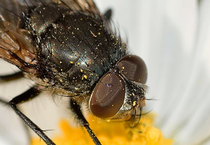 serangga, Diptera, Moskow, satu binatang, serangga, hewan tema, Close-up