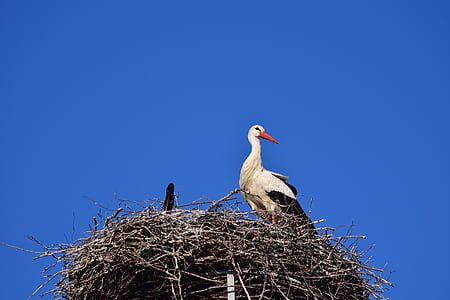 Stork, storchennest, fugl, reden, Rattle stork, fjerdragt, racen