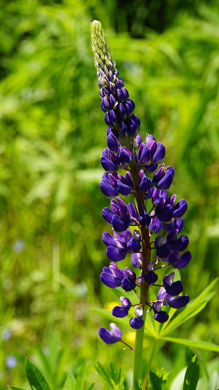Bloom, Blossom, close-up, flora, blomster, Lupin, natur