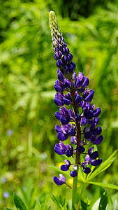 bloom, blossom, close-up, flora, flowers, lupine, nature