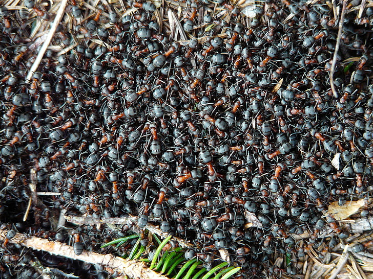 mravlje, lesa mravlje, Formica, rdeča mravlja lesa, Formica rufa, Formica polyctena, narave