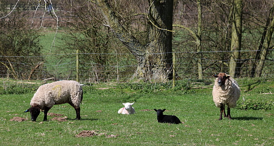fåren, lamm, fältet, gård, jordbruk, ull, boskap
