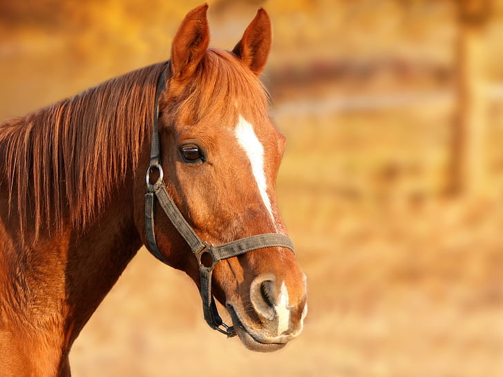 con ngựa, màu nâu, động vật chân dung, ngựa đầu, động vật, stallions, cảnh quan