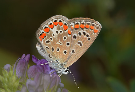 метелики, polyommatus, Ікар, Комаха, квітка