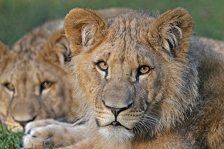 Lions, Portrait, chats, Felines, Predator, gros, faune