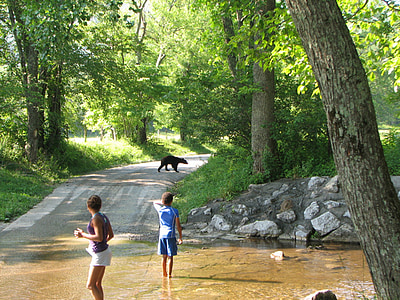 urs, copii, Smoky mountain, Parcul Naţional, Sarbatori, vacanta, Creek
