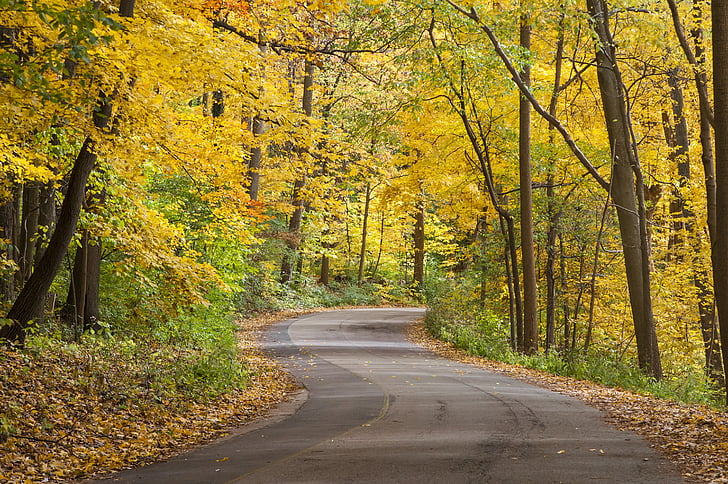 jeseň, zlatý, listy, cesta, Príroda, Sezóna, žltá