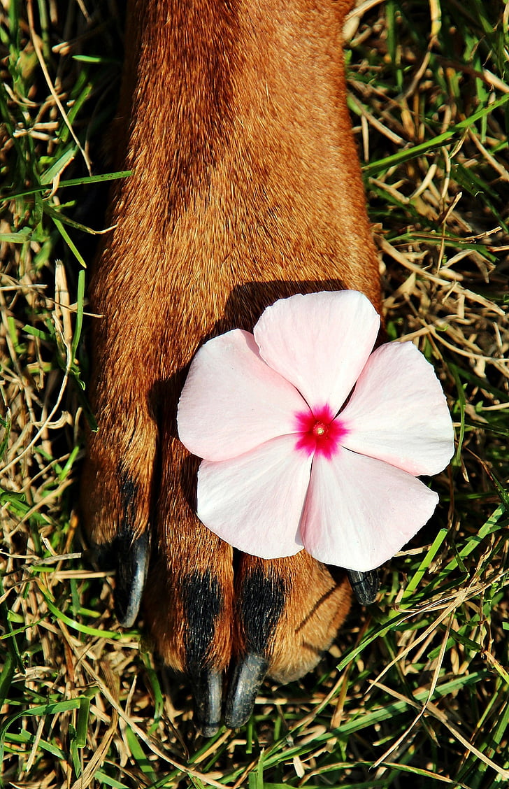 paw, pads, bloem, hond, mooi